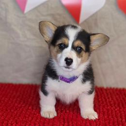 Miss Dolly Purple collar - Black and tan female Pembroke Welsh Corgi puppy in Grass Valley, California from Triple M Ranch Corgi's