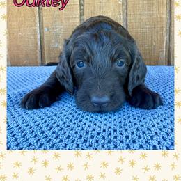 Oakley - Chocolate female Goldendoodle puppy in Caddo Mills, Texas from Fire Wife Doodles