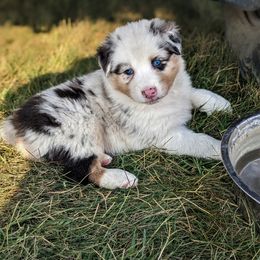 Girl 1 - Blue merle Australian Shepherd puppy in Touchet, Washington from Frog Hollow Aussies
