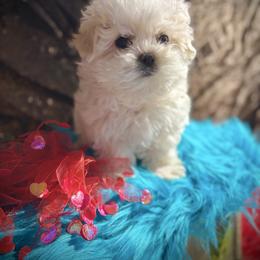 Sky - White and lemon male Maltese puppy in Upland, California from Prime Paradise Kennel