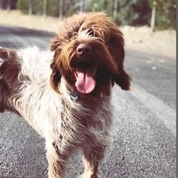 Wirehaired Pointing Griffons from Foggy Gap Griffons