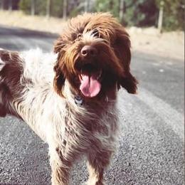 Wirehaired Pointing Griffons from Foggy Gap Griffons