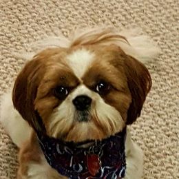 Bentley - Shih Tzu