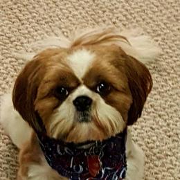 Bentley - Shih Tzu