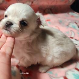 Lacey - Cream female Chihuahua puppy in Gerald, Missouri from OutLaw Chihuahua's