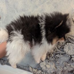 Shadow - Black and tan parti male Pomeranian puppy in California from T & D Dream Poms