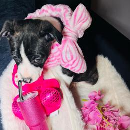 Girl 2 - Black brindle and white female Boston Terrier puppy in London, Kentucky from Puppy Love