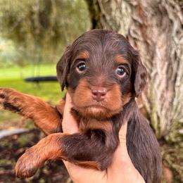 Chips - Chocolate male Cavapoo puppy in Idaho Falls, Idaho from Freckle Paw Family