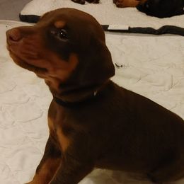 Puppy 1, black collar - Red and rust male Doberman Pinscher puppy in Scotland, Connecticut from Hunterlynd Doberman's