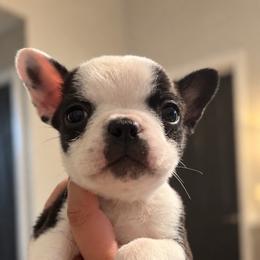 Cowgirl - Brindle and white female Boston Terrier puppy in Mascotte, Florida from The DogMother House of Bostons