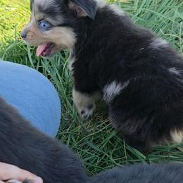 Mikey - Blue merle male Toy Australian Shepherd puppy in Leonard, Texas from Tin Roof Aussies