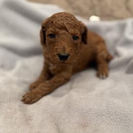 Pink - Red  female Poodle puppy in Riverside, California from Riverside red poodles