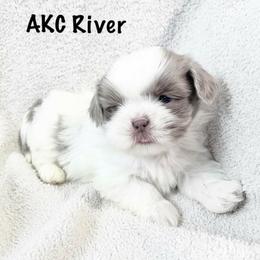 AKC River - Blue and white male Shih Tzu puppy in Greenville, South Carolina from Babyface Shih Tzu