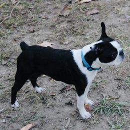 Ellie - Boston Terrier