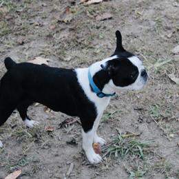 Ellie - Boston Terrier