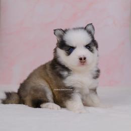 Sylvie - Gray and white female Pomsky puppy in Loxahatchee, Florida from Cardinal Point Pomskies