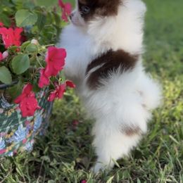 Pomeranian Puppies from petticoatpoms