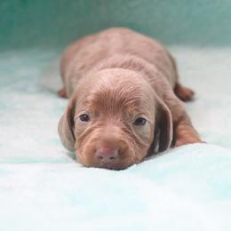 Charlotte 3500 - Fawn (isabella) and tan female Dachshund puppy in Coldwater, Mississippi from Mississippi Shorties Miniature Dachshunds