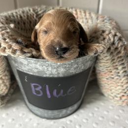Blue - Apricot male Goldendoodle puppy in Grand Blanc, Michigan from Perry Farm Doodles