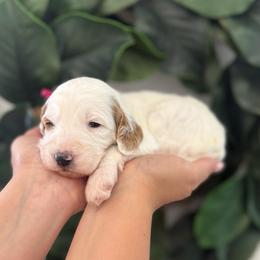 Azalea (Pink) - Parti female Goldendoodle puppy in Payson, Utah from Life_on. Paws