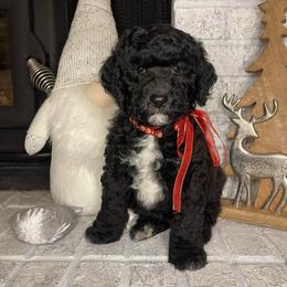 Red - Black and white female Sheepadoodle puppy in Archer, Florida from Gainesville Sheepadoodles