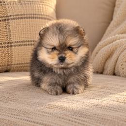 Girl 1 - Orange sable female Pomeranian puppy in Boca Raton, Florida from Poms of The Shire