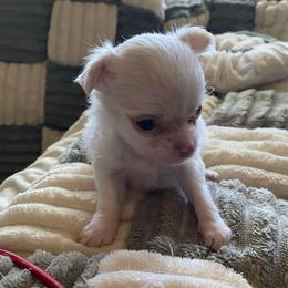 Sunny - Fawn and white female Chihuahua puppy in Red Bluff, California from Aye Chihuahua