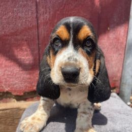 Boy 1 - Black white and brown male Basset Hound puppy in Falls City, Nebraska from Bassett Hounds & Labradors