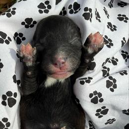Boy 2 - Black and white male Shihpoo puppy in Cottondale, Florida from Pat’s precious puppies