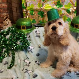 Boy 2 - Buff and white Cocker Spaniel puppy in Gainesville, Florida from Lady's Cocker Spaniels
