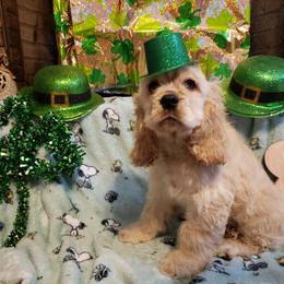 Boy 2 - Buff and white Cocker Spaniel puppy in Gainesville, Florida from Lady's Cocker Spaniels