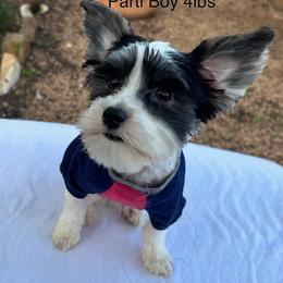 Parti Boy - Parti male Yorkshire Terrier puppy in San Marcos, Texas from Casa de Yorkies