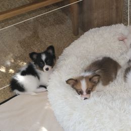Papillon Puppies from Papillons in the Pines