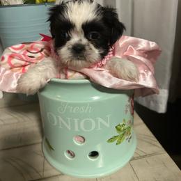 Girl 1 - Black and white female Shih Tzu puppy in Slocomb, Alabama from Steps Preppy Pups
