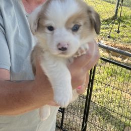Girl 1 - Sable merle and white American Corgi puppy in Sequatchie, Tennessee from Green Star Farm Corgis