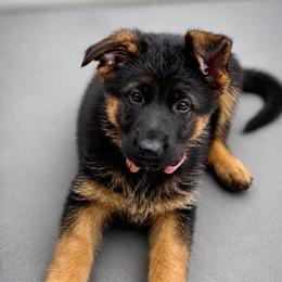 Pink Collar Female - BAILA - Black and red female German Shepherd puppy in Paso Robles, California from Central Coast German Shepherds