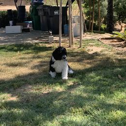 Bernedoodle and French Bulldog Puppies from Top of the Hill Frenchies and Bernedoodles