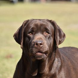 Poppy - Labrador Retriever