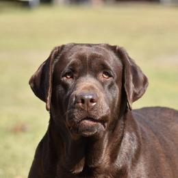 Poppy - Labrador Retriever