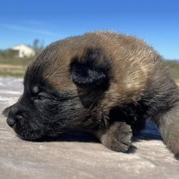 Orange-3 weeks old - Fawn male Belgian Malinois puppy in Golden Valley, Arizona from Desert Wind Kennels
