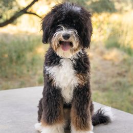 Gator - Bernedoodle