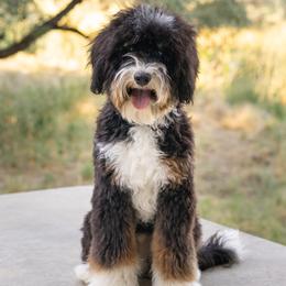 Gator - Bernedoodle