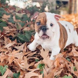 Patches - Red brindle and white female Bulldog puppy in Ben Lomond, Arkansas from Miesha Carver's Bulldogs
