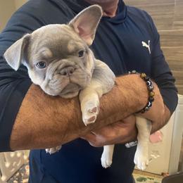 Buttercup - Tricolors female French Bulldog puppy in Windsor, Colorado from NOCO French Bulldogs