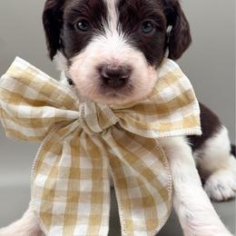 Maverick - Brown and white male Aussiedoodle puppy in Claremont, North Carolina from Magnolia Grove Farms