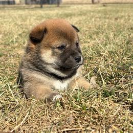 Yuna - Sesame female Shiba Inu puppy in Covington, Ohio from Rustic Country Shibas