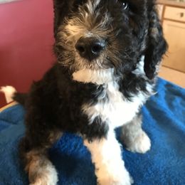 Bernedoodle Puppies from Montanas Mountain Bernedoodles
