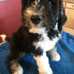 Bernedoodle Puppies from Montanas Mountain Bernedoodles