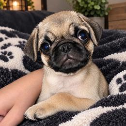 Waffle - Fawn male Pug puppy in Cincinnati, Ohio from Pugs513