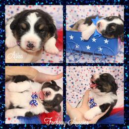 Atlas - Black tri-color male Australian Shepherd puppy in Anna, Texas from Fantasy Pomeranians & Fantasy Aussies